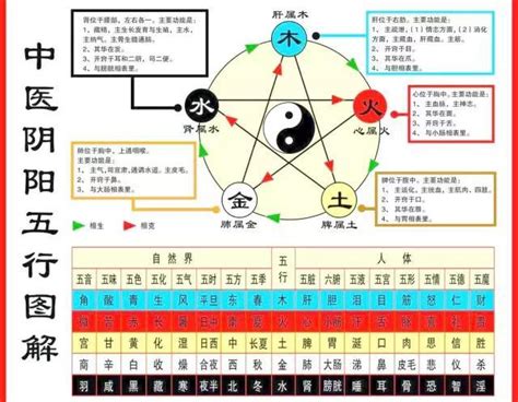 五行與五臟的關係|搞懂中醫五行陰陽論！一張表看懂五行與五臟的關係